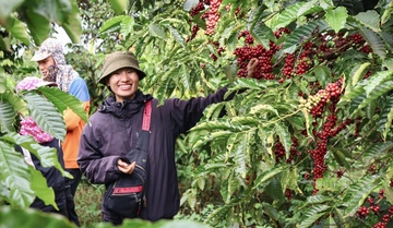 Nông dân Gia Lai phấn khởi vào vụ thu hoạch cà phê