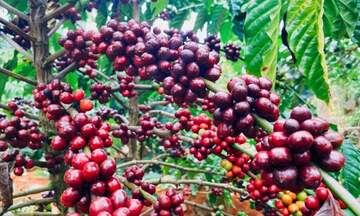 Giá cà phê thế giới tăng cao do lo ngại về nguồn cung