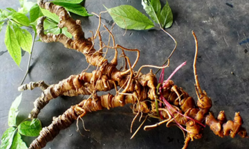 Xây dựng thương hiệu sâm từ vùng nguyên liệu chất lượng cao