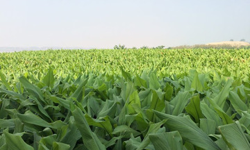 Phát triển nghệ thành sản phẩm dược liệu chủ lực theo chuỗi giá trị