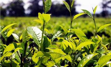 Xuất khẩu chè sang các thị trường chính đều giảm nhẹ