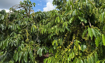 Giá cà phê hôm nay 6/11/2025: Giảm nhẹ cục bộ