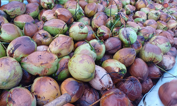 Tăng trưởng ngành dừa tươi chững lại, cảnh báo nguy cơ thị trường