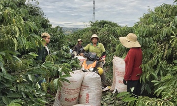 Cà phê chín rộ, nông dân Gia Lai vừa mừng, vừa lo