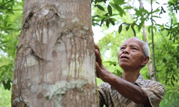 Miền núi Đà Nẵng: Trồng rừng gỗ lớn kết hợp dược liệu dưới tán rừng