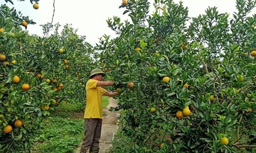 Cao Phong khởi động vụ cam mới: Kỳ vọng một mùa 'quả ngọt'