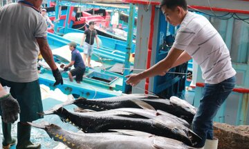 Gỡ 'thẻ vàng' IUU: Chìa khóa và cơ hội nâng tầm thủy sản Việt