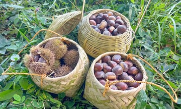 Hạt dẻ Cao Bằng: Sinh kế thoát nghèo của người dân miền núi