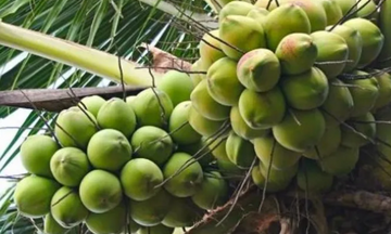 Xuất khẩu dừa của Việt Nam tăng mạnh, hướng tới nhóm nông sản tỷ USD