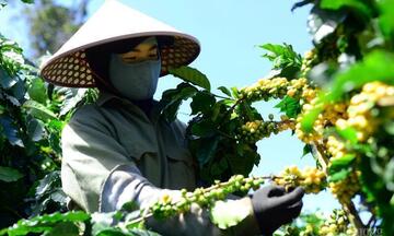 Giá cà phê hôm nay 8/11/2025: Sụt giảm sâu