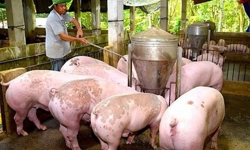 Giá heo hơi hôm nay 10/11/2025: Phiên đầu tuần lặng sóng