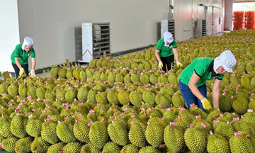 Xuất khẩu rau quả duy trì đà tăng, hướng tới mốc 8,5 tỷ USD năm 2025