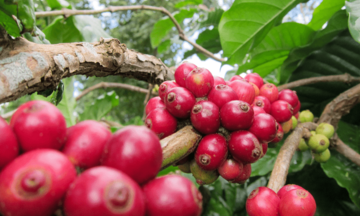 Giá cà phê Arabica tăng hơn 4%, vượt mốc 8.900 USD/tấn