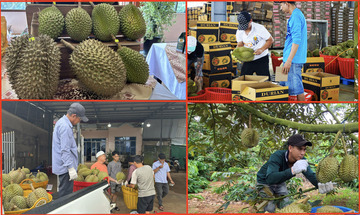 Truy xuất nguồn gốc đưa nông sản Đắk Lắk vươn ra thế giới - Bài 1: Minh bạch xuất xứ từ câu chuyện sầu riêng