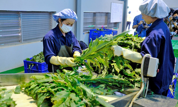 Xây dựng chuỗi liên kết: Nâng cao giá trị sản phẩm Actiso ở Sa Pa