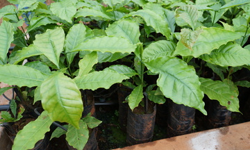 Hình thành chuỗi liên kết tiêu thụ cà phê đặc sản miền núi Quảng Ngãi