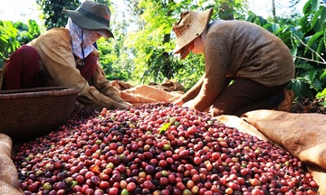 Giá cà phê Arabica giảm về dưới mốc 8.900 USD/tấn