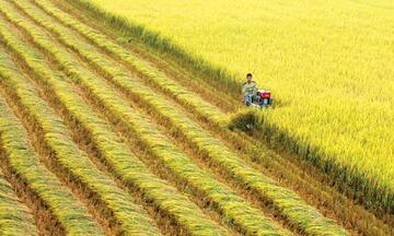 ST25: Từ hạt gạo ngon nhất thế giới đến khát vọng nâng tầm nông nghiệp Việt