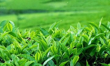 Việt Nam là thị trường cung cấp chè lớn thứ hai cho Thái Lan