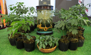 Đà Nẵng: Tìm hướng thương mại hóa sản phẩm dược liệu