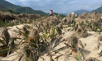 Đà Nẵng: Gượng dậy sau bão lũ