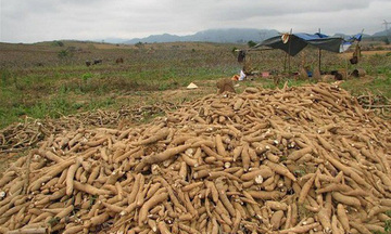 Xuất khẩu sắn tăng mạnh, đạt hơn 1 tỷ USD sau 10 tháng năm 2025