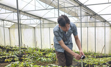 'Đánh thức' thương hiệu sâm Lai Châu trên đỉnh Pusilung