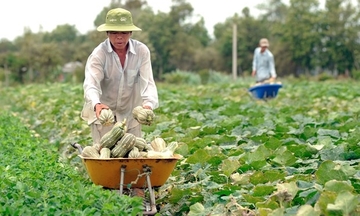 Sửa đổi Nghị định 98: Tăng sức cạnh tranh, hội nhập cho nông sản Việt