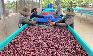 Infographic | Xuất khẩu cà phê đạt 7,4 tỷ USD, lập kỷ lục cao nhất