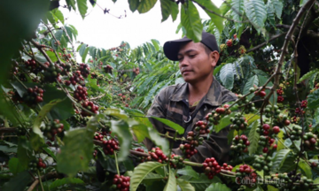 Nâng tầm vị thế thương hiệu cà phê Robusta