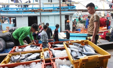 Quảng Ngãi hành động cao điểm, quyết tâm gỡ cảnh báo 'thẻ vàng' EC