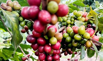 Niên vụ 2026-2027 có thể dư 7-10 triệu bao, cà phê đối diện áp lực mới 