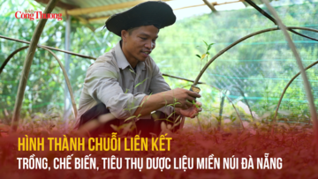 Hình thành chuỗi liên kết trồng, chế biến, tiêu thụ dược liệu miền núi Đà Nẵng