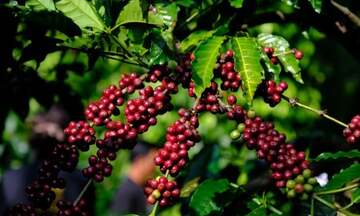 Nguồn cung thắt chặt, giá cà phê thế giới tiếp tục leo thang
