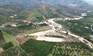 Đắk Lắk: Hơn 1.000 ha trồng dứa của 1 xã có nguy cơ bị 'xóa sổ' do mưa lớn
