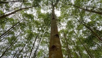 Chứng chỉ FSC - Đòn bẩy phát triển kinh tế Quảng Trị