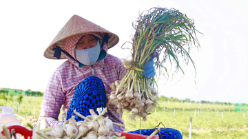 Quảng Ngãi: Ứng dụng khoa học công nghệ giúp tỏi Lý Sơn ‘lột xác’