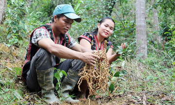 Đà Nẵng: Đa dạng sinh kế cho người dân vùng cao