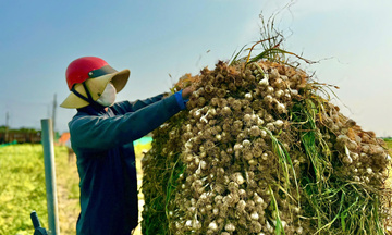 Quảng Ngãi: Hợp tác xã chuyển mình theo hướng hiện đại