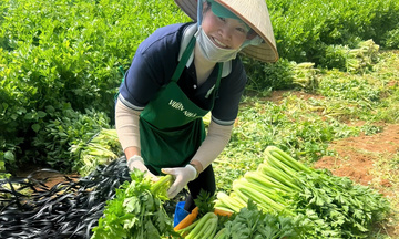 Áp lực 'kép' khiến thị trường rau biến động mạnh