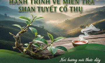 Longform | Hành trình về miền trà Shan Tuyết cổ thụ