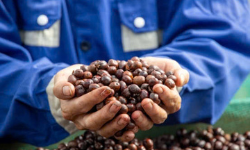 Cà phê, điều, hồ tiêu lập kỷ lục, nông sản Việt bứt phá mạnh
