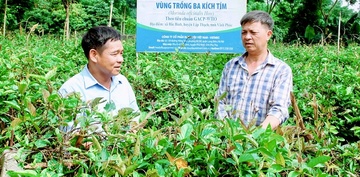 Phú Thọ phát triển cây ba kích, hộ nông dân thoát nghèo bền vững