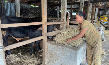 Quảng Ngãi: Trao cơ hội bằng tín dụng ưu đãi để nông dân thoát nghèo