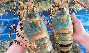 Tôm hùm Việt Nam bứt tốc, lập kỷ lục 712 triệu USD