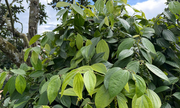 Giá tiêu hôm nay 27/11/2025: Tăng mạnh đến 2.000 đồng/kg