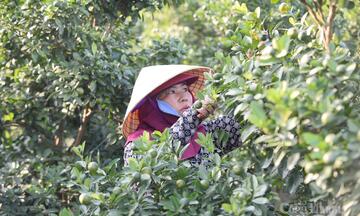 Thanh Hóa: Nông dân trồng quất Tết tất bật, quả chưa chín đã kín đơn