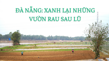 Đà Nẵng: Xanh lại những vườn rau sau lũ