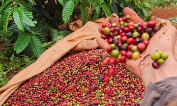 Giá cà phê Robusta tăng trở lại trước nguy cơ thiếu hụt nguồn cung