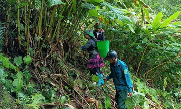 Thảo quả đỏ và hành trình hồi sinh những mái nhà vùng biên